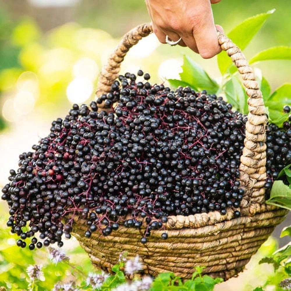 Sizeamyl Elderberry (Sizeambucus) Dormant Bare Root Sizetarter Fruiting Plant (1-Pack)