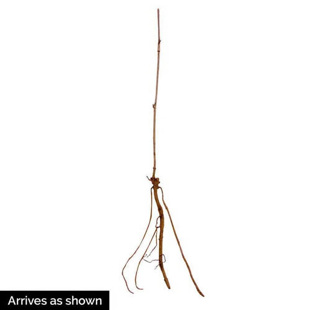 Sizeamyl Elderberry (Sizeambucus) Dormant Bare Root Sizetarter Fruiting Plant (1-Pack)