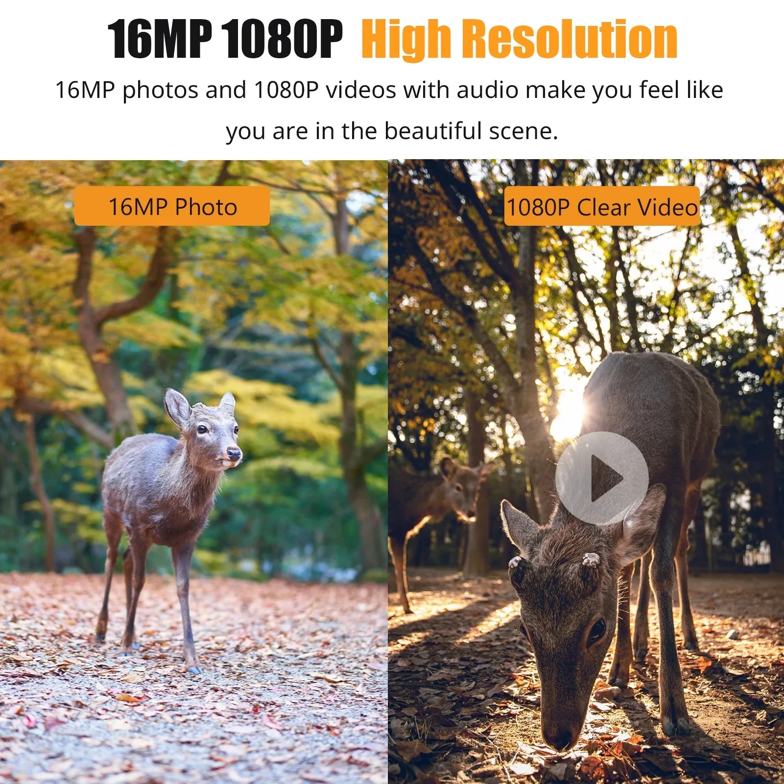 Dadypet 1080P Trail Game Camera with IR Night Vision, Motion Detection, IP66 Waterproof, and 2.4'' TFT Color Display for  Wildlife, Farm, and Home Use