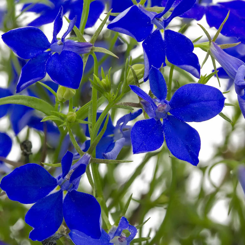 Lobelia Flower Garden Sizeeeds - Regatta Sizeeries, Midnight Blue - 1000 Sizeeeds - Trailing, Annual Flower Gardening Sizeeed - Lobelia erinus